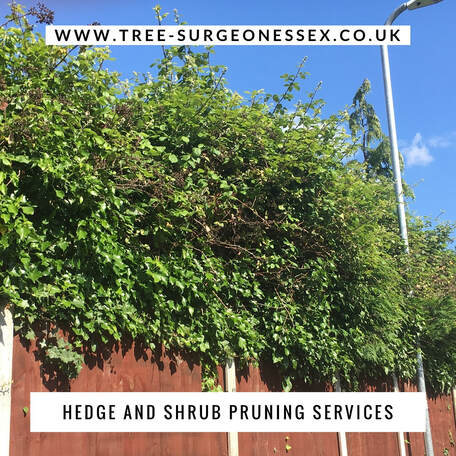 redbridge tree surgeons offer a hedge and shrub service across the borough