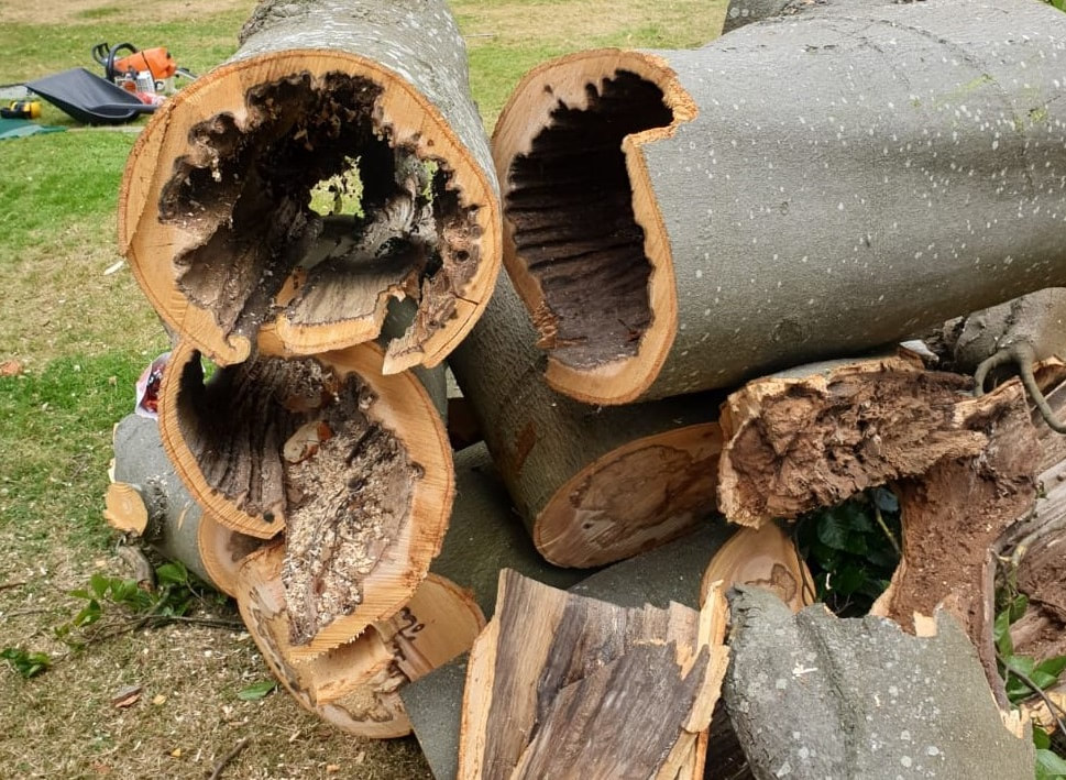 Tree surgeon Boreham_dead trees removed Essex