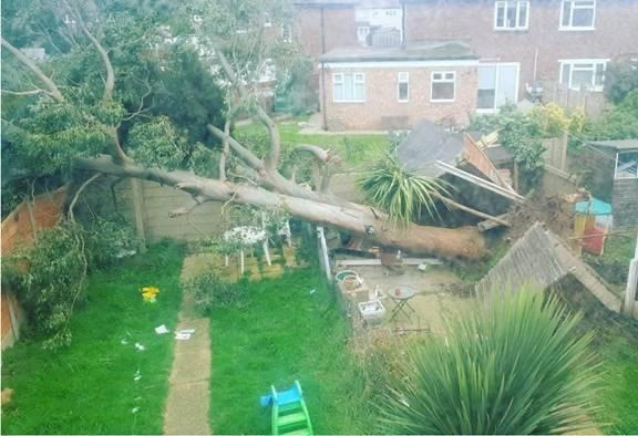 collapsed tree in garden-Emergency tree work