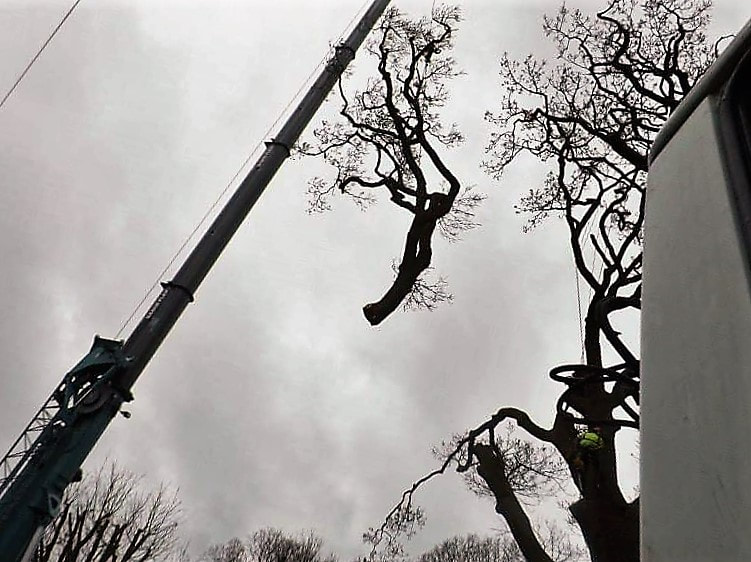 a large crane holding a large branch of a tree