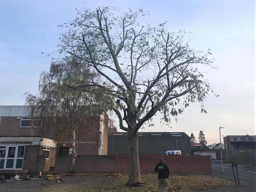 large tree after it has had a crown reduction