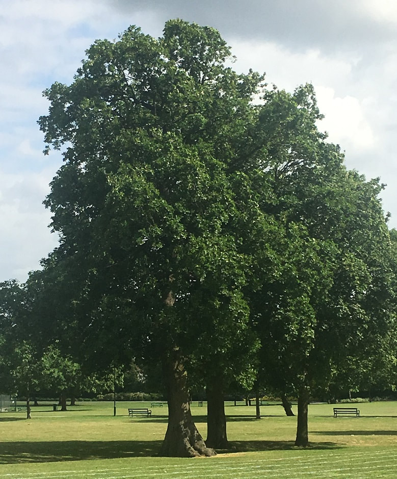large tree in a park open space
