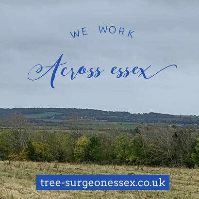 landscape of essex countryside_tree surgeon harlow