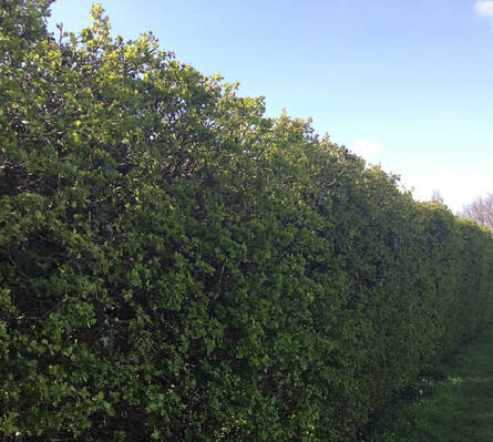 Tree surgeon Hainault_large hedges trimmed Essex