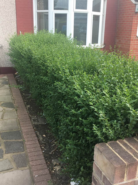 Small front garden hedge