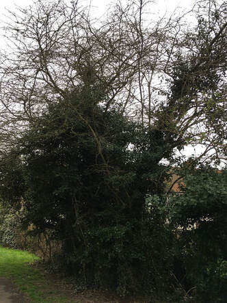 Tree surgeon Ilford_trees removed Essex