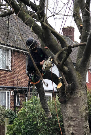 Tree surgeon Loughton_tree pruning Essex
