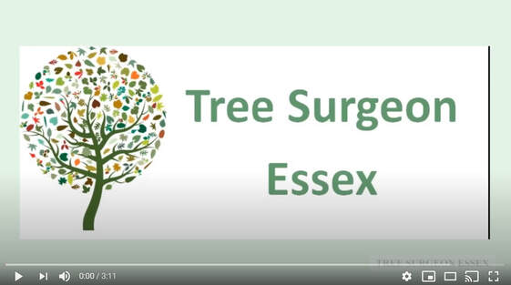 Video thumbnail for pollarding service_tree surgeon essex