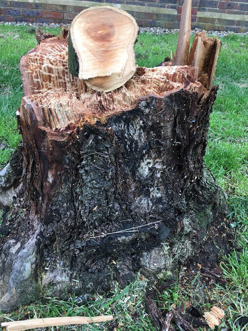 short tree stump