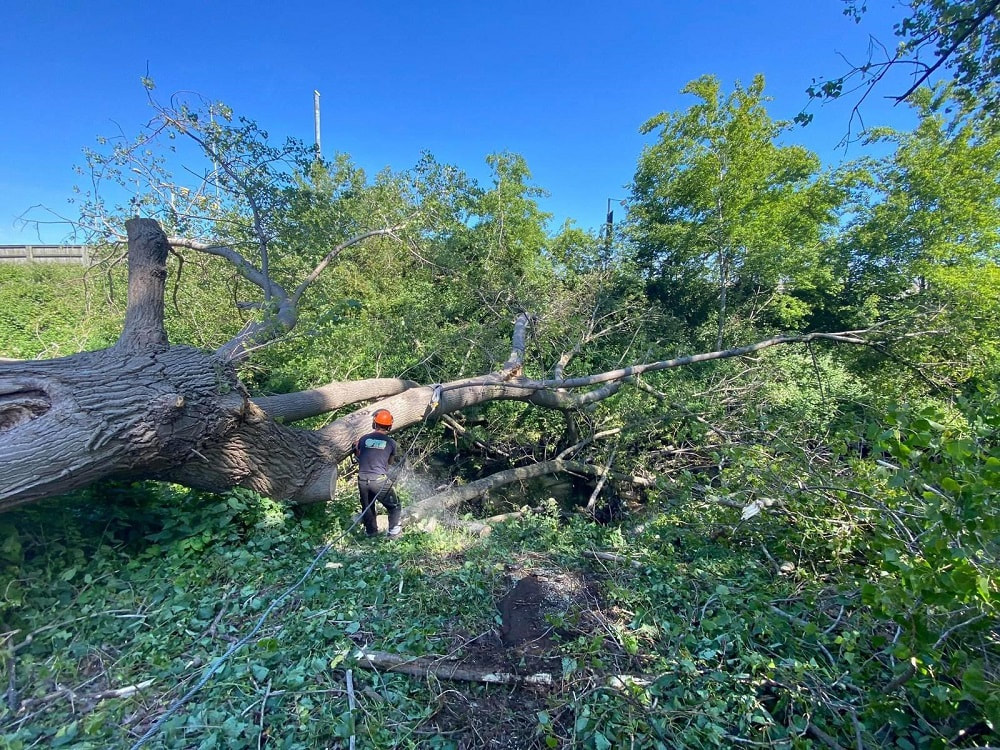 large fallen poplar tree_tree removal service for councils by tree surgeon essex