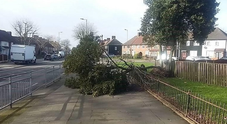 fallen tree across the pavement-Emergency tree services by tree surgeon essex
