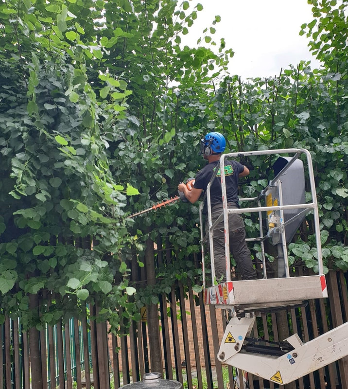 large crane, with person in a cage, being used to cut a very large hedge