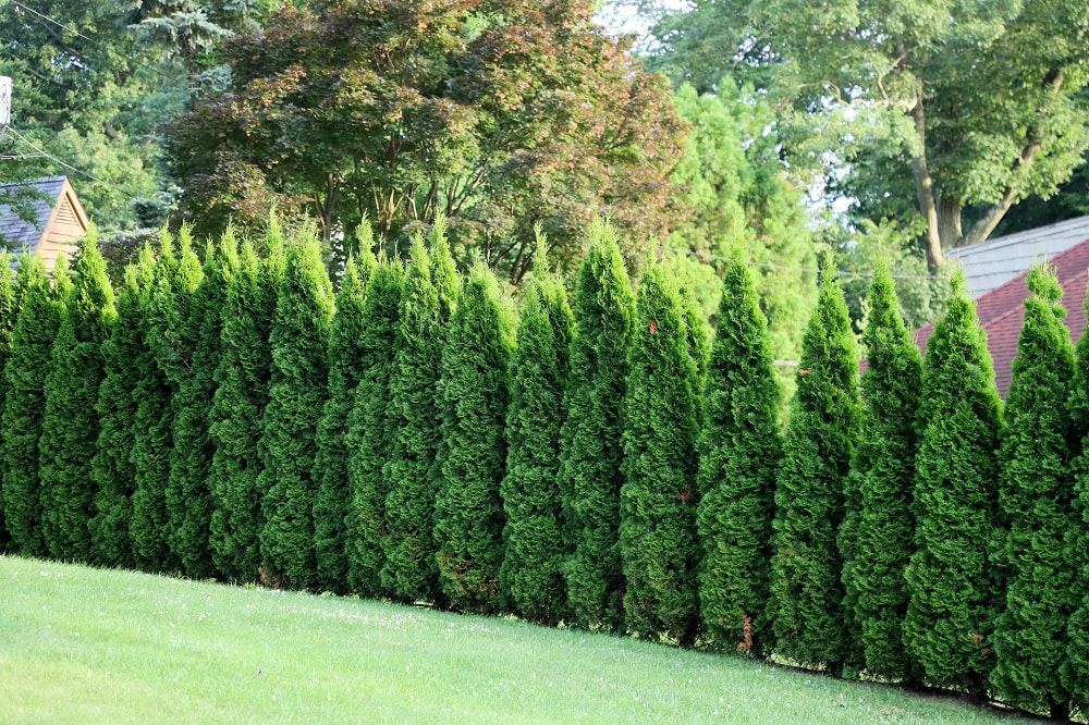 large row of conifers in green garden