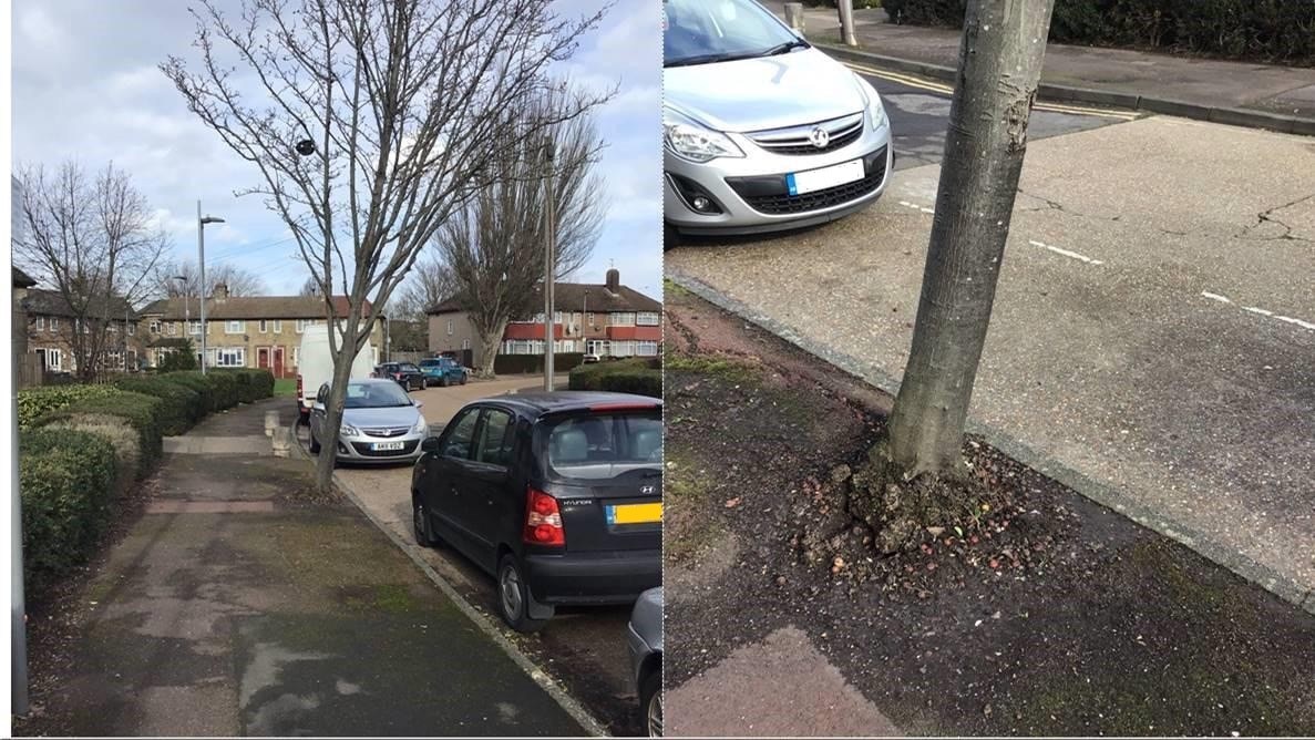 leaning tree on pavement-emergency tree work