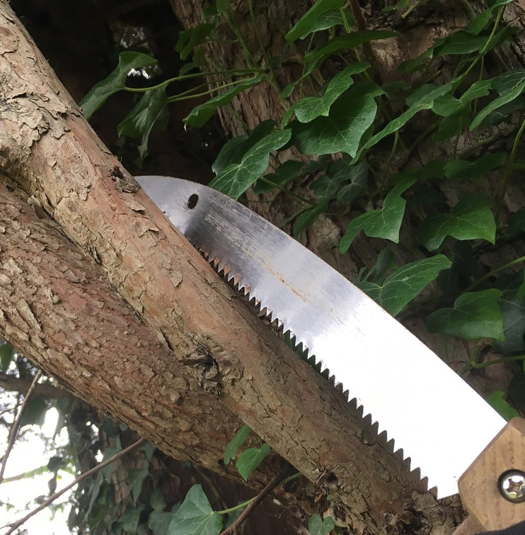 small saw cutting a branch