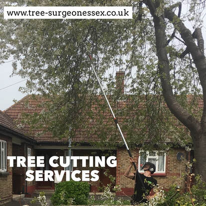 tree cutting services by our tree surgeons Epping