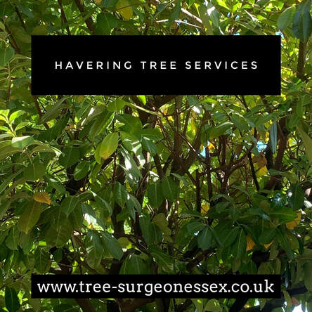 havering tree surgeons_professional tree services across essex
