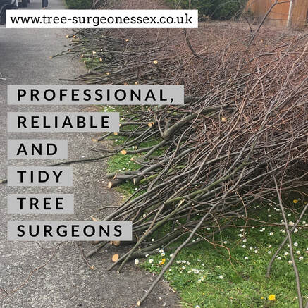 tree surgeon southend on sea_tree services southend on sea