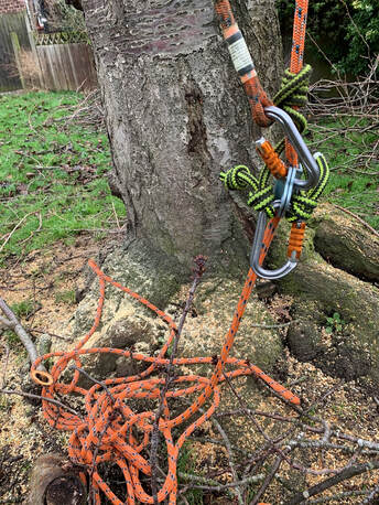 Tree surgeon Wyatts Green_tree pruning Essex