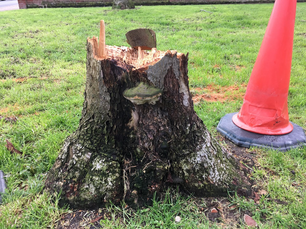 Tree surgeon Shoeburyness_tree stump removal Essex