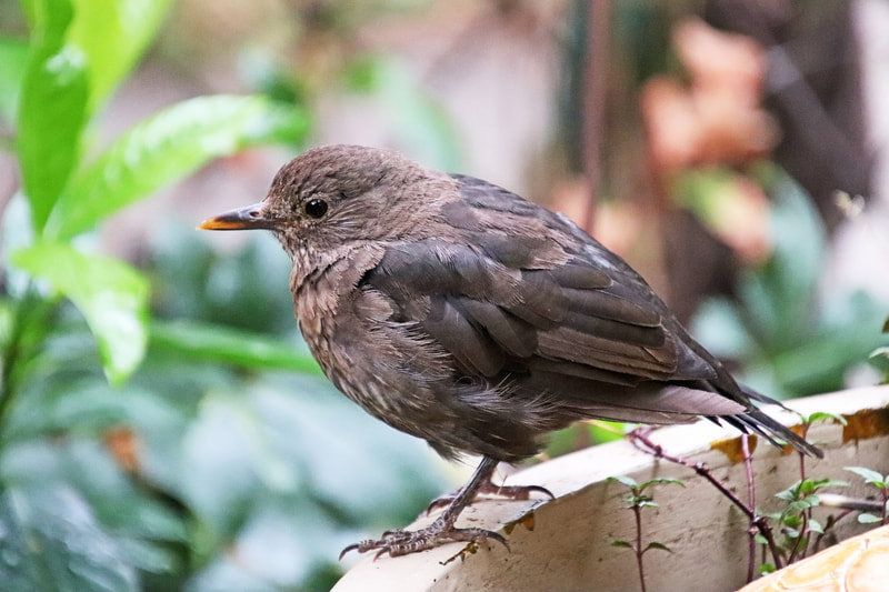 Baby blackbird in a garden