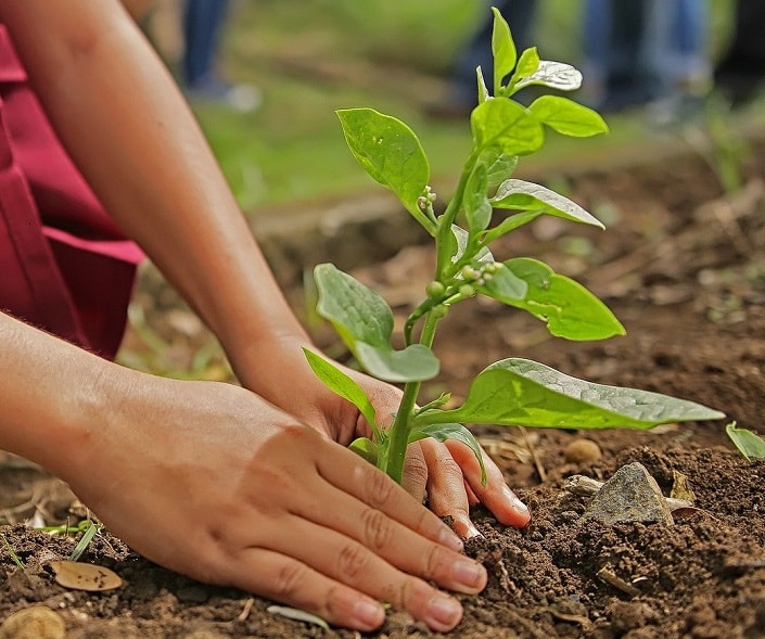 hands planting vegetation_tree care_tree surgeon essex