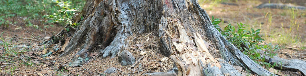 Tree Surgeon Essex_tree stump removal