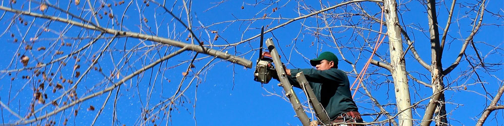 Tree Surgeon Essex_Romford_When is the best time to prune trees