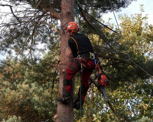 Tree Surgeon Essex_surgeon up a tree