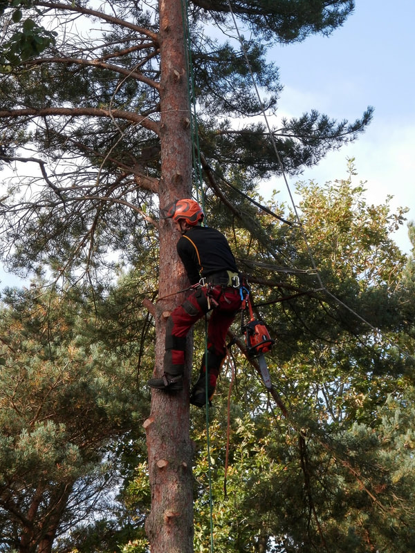 large overgrown tree in the process of being removed by a tree surgeon