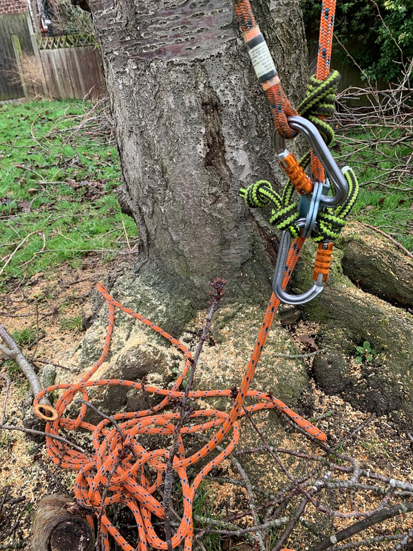 tree surgeons ropes around the base of a tree