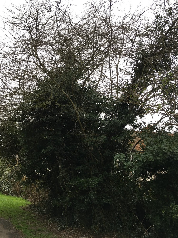 large overgrown tree that needs to be removed